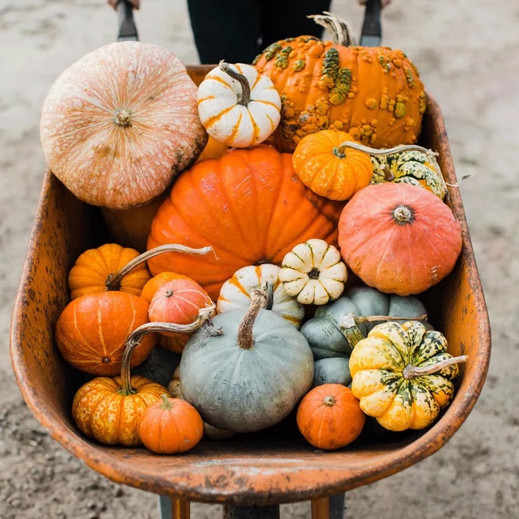 Assorted pumpkins in a wheelbarrow on a neutral background