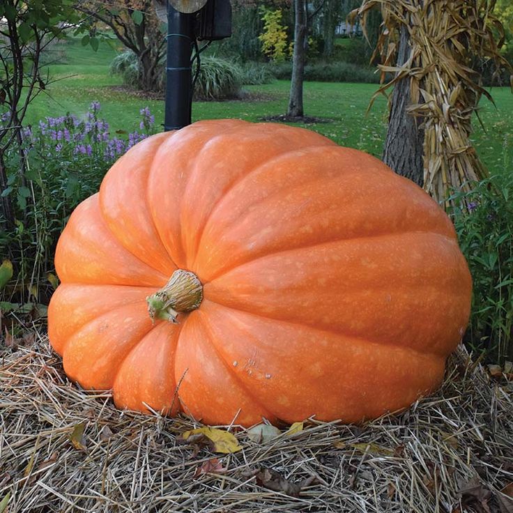 Extra large orange pumpkin on the ground with a garden background in Westport Fairfield County CT Connecticut